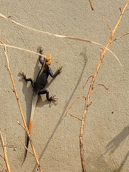 Togo Tierchen 226.jpg